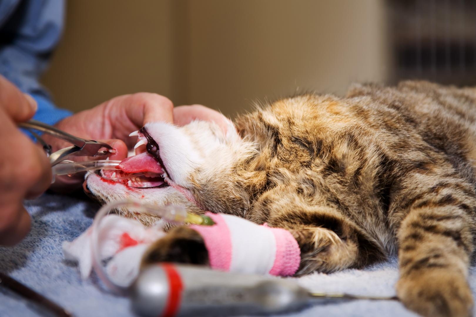 Chirurgie Vétérinaire Montréal Laval