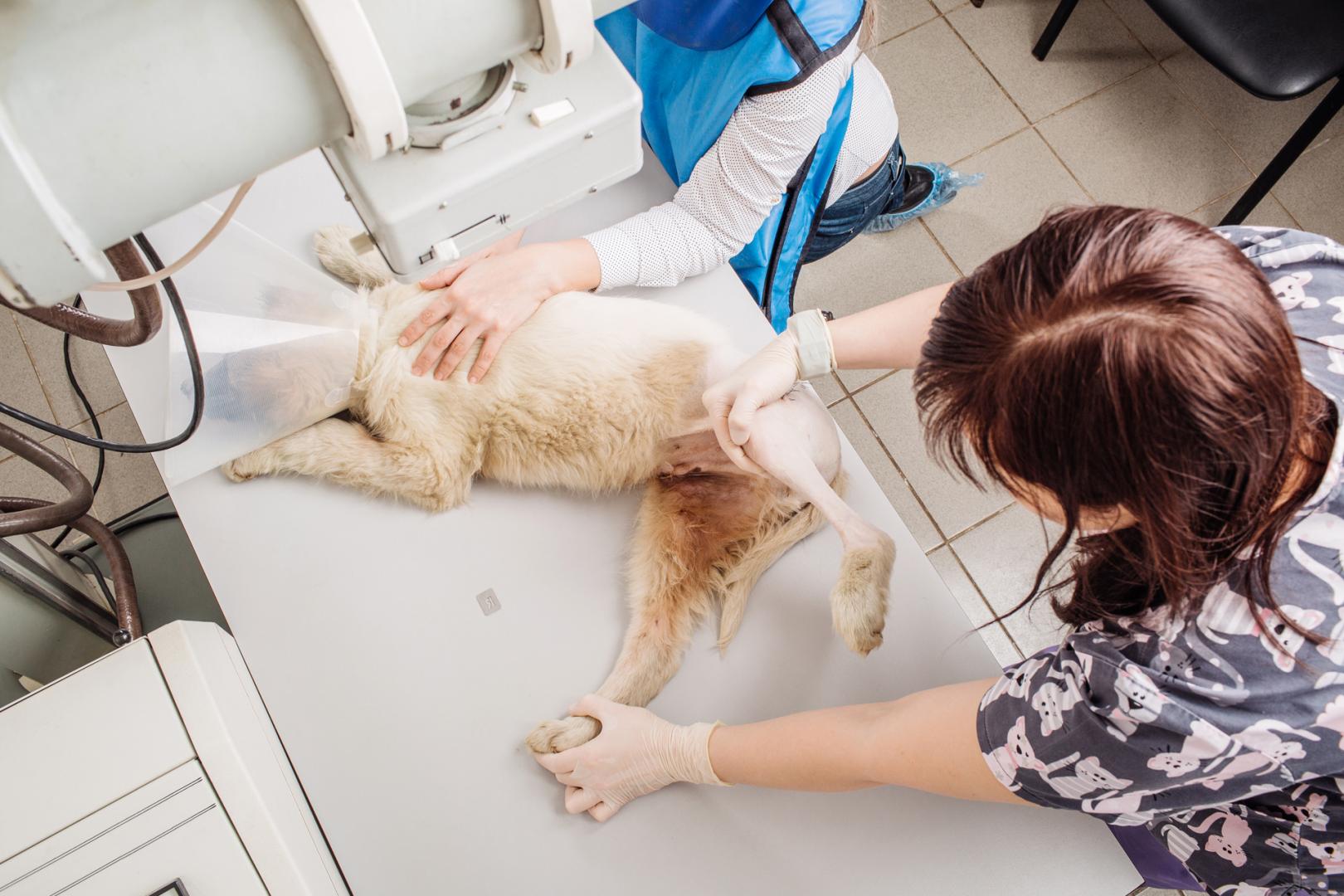 Chirurgie Vétérinaire Montréal Laval